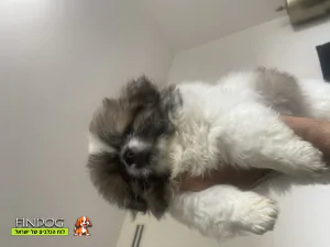 פקינז - סקאי פקינז - סקאי