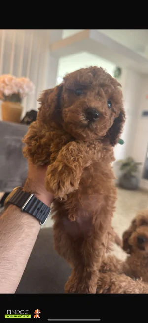 פודל - פודל טוי