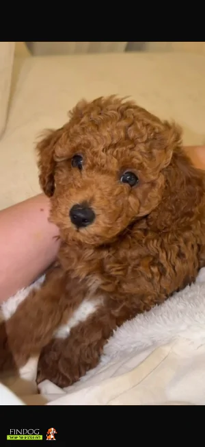 פודל - פודל טוי פודל - פודל טוי