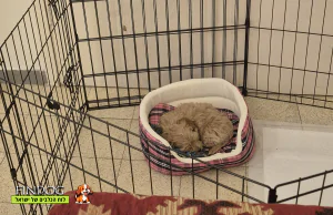 מלטיפו - סאשה מלטיפו - סאשה