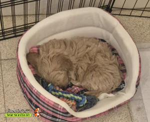 מלטיפו - סאשה