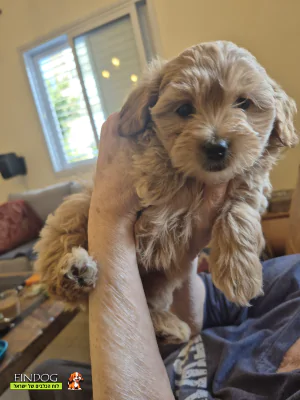 מלטיפו - סאשה