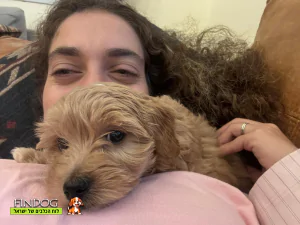 מלטיפו - סאשה