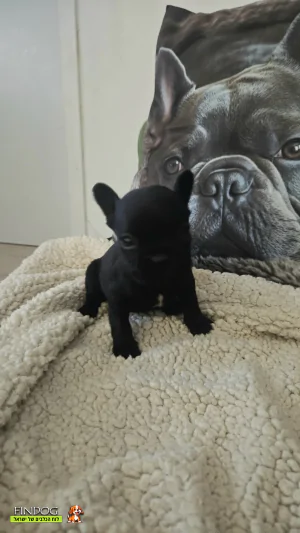 בולדוג צרפתי - בולדוג צרפתי