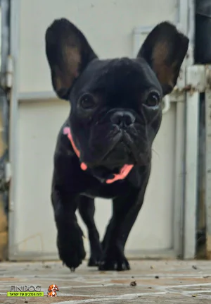 בולדוג צרפתי - ציון