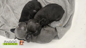 בולדוג צרפתי - בולדוג צרפתי