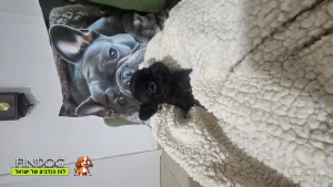 בולדוג צרפתי - בולדוג צרפתי