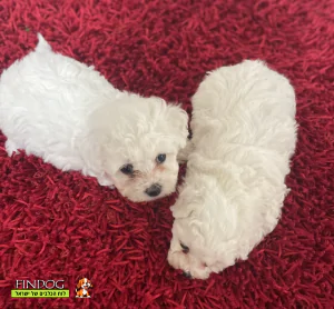 בישון פריזה - בישון פריזה