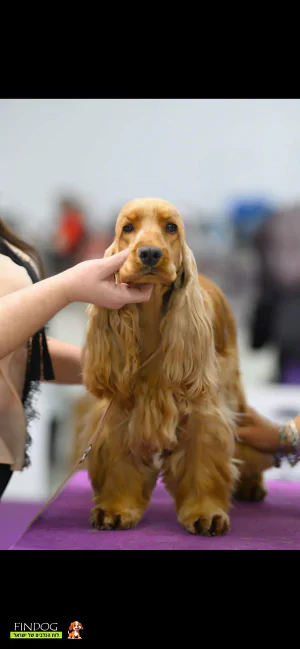 קוקר ספניאל - נויה קוקר ספניאל - נויה