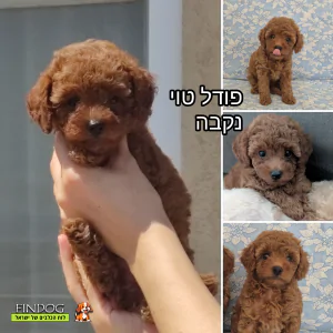 פודל - תמונה 1