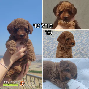 פודל - תמונה 2