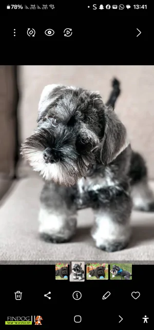 שנאוצר - לולי