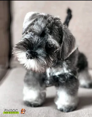 שנאוצר - לולי