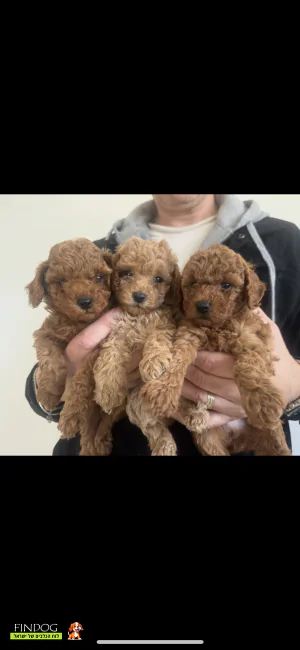 פודל - פודל טוי