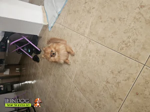 פומרניאן - רייו