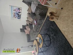 פומרניאן - רייו