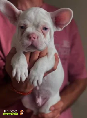 בולדוג צרפתי