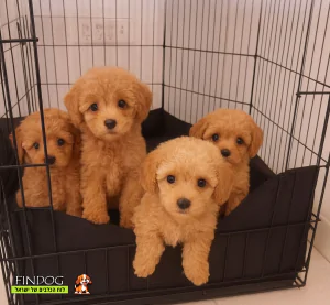 טוי טרייר אנגלי - פודל