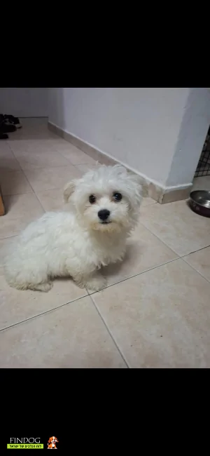 מלטז - אין שם