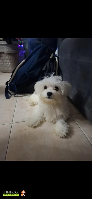 מלטז - אין שם מלטז - אין שם