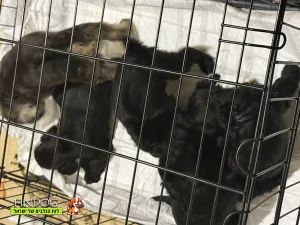 שנאוצר - גורים