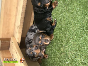 תחש / דקל - תחש דקל