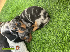 תחש / דקל - תחש דקל