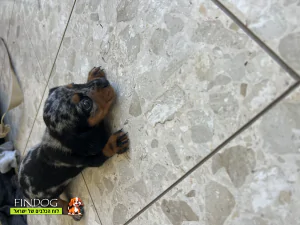 תחש / דקל - תחש דקל