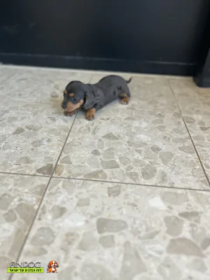 תחש / דקל - תחש דקל