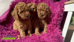 פודל - 6 Puppies