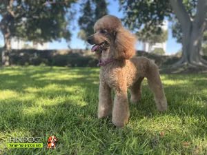 פודל - 6 Puppies