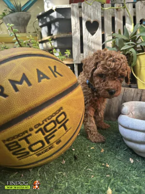 פודל - 6 Puppies