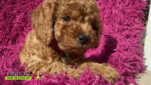 פודל - 6 Puppies