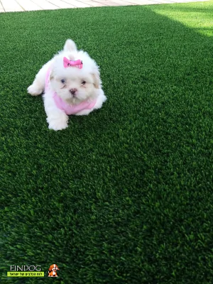 שי טסו / שיצו