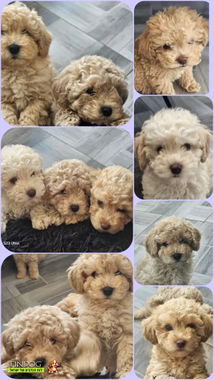 פודל - פודל פודל - פודל