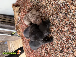 תחש / דקל - תחש