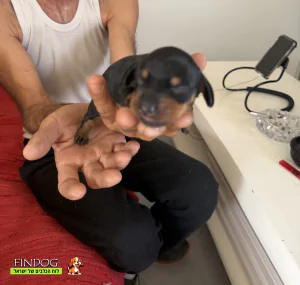 תחש / דקל - תחש