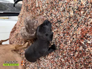 תחש / דקל - תחש