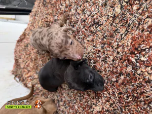 תחש / דקל - תחש