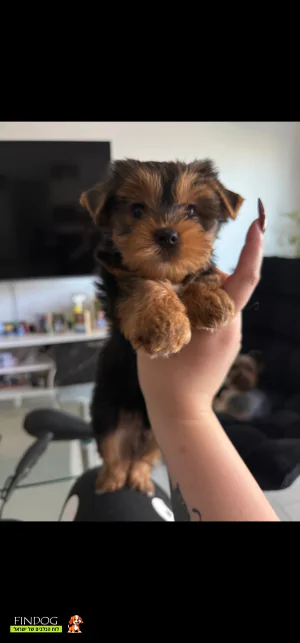 יורקשייר - יורקשייר