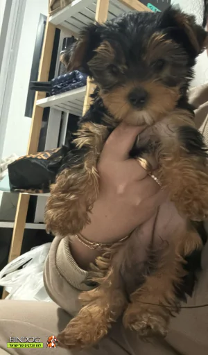 יורקשייר - יורקשייר