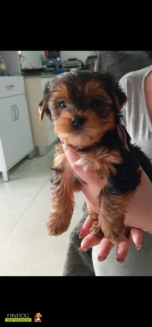 יורקשייר - יורקשייר