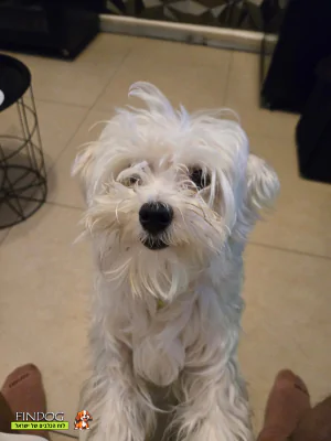 מלטז - לואי מלטז - לואי