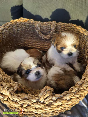 שי טסו / שיצו - מל-שי שי טסו / שיצו - מל-שי