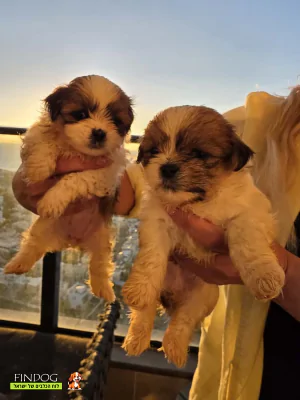 שי טסו / שיצו - מל-שי