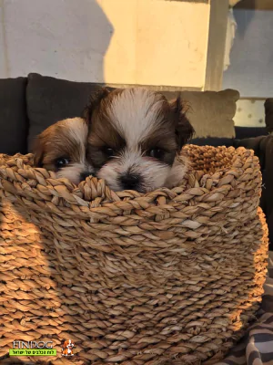 שי טסו / שיצו - מל-שי