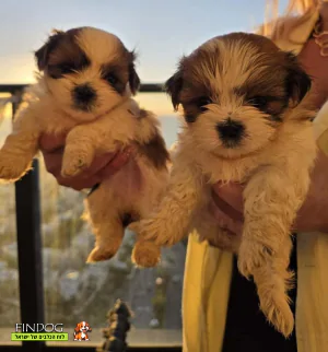 שי טסו / שיצו - מל-שי