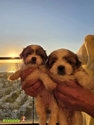 שי טסו / שיצו - מל-שי