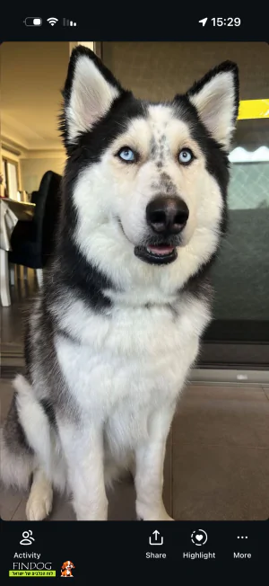 אלסקן מלמוט - ג'ורדן