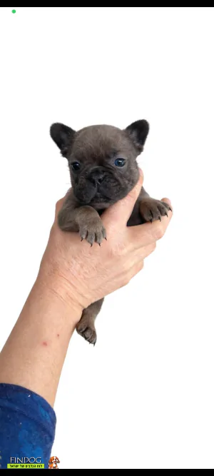 בולדוג צרפתי - בולדוג צרפתי